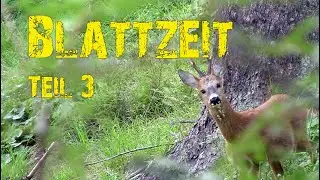 Rehbrunft - Blattzeit Teil 3