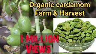 Organic Cardamom Farm & Harvesting: Cardamom Farm Idukki, Kerala - Elettaria cardamomum