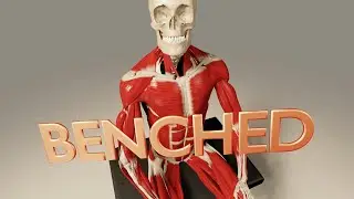 Anatomy Benched- Seated Positon (3D Anatomy)