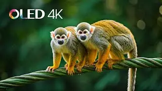 squirrel Monkey , Smallest Monkeys in the World Your 4K / 8K TV / 12K TV  Apple XDR TV , TV , LG TV