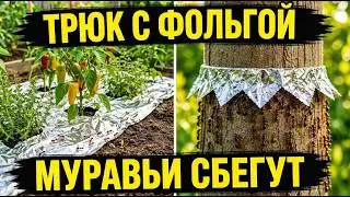 Как избавиться от муравьев на даче навсегда: надежный метод без химии за копейки!