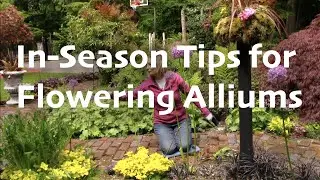 In-Season Tips for Flowering Alliums