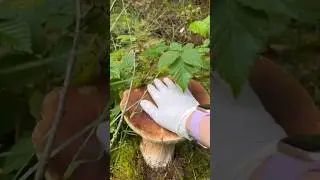 #funghi