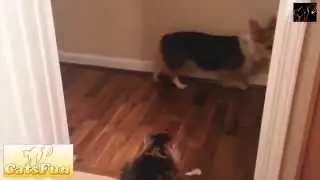 Собаки боятся пройти,пока отдыхает кот!