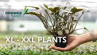 XXL Aquarium Plants for BIG Impact | Dennerle Plants