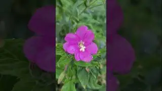 Zottiges Weidenröschen Epilobium hirsutum #flowers