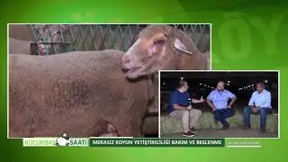 KÜÇÜKBAŞ SAATİ | MERASIZ KOYUN YETİŞTİRİCİLİĞİ