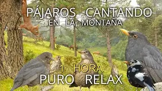 🎧 1 hora de Música relajante con Sonidos de Pájaros||Música para dormir.