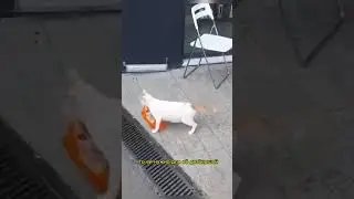 Мать года 🐈