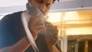 Pigeon saved 🫶🏻 don’t use Chinese threads 🙏🏻 #pigeon #dog #pets