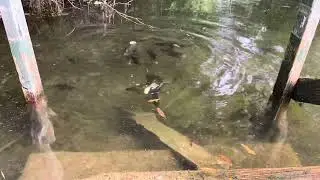 Time to feed the fish … and turtles