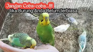 Ternak Parkit...!!! Membantu Sang Induk Meloloh Si Anak