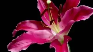 Beautiful Blooming Flowers 