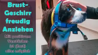 Brustgeschirr freudig anziehen dank positiver Verstärkung