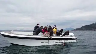 Punta Campanella liberate le tartarughe Diego Armando e Zia Franca