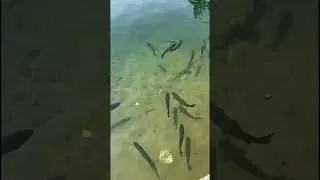 Сейчас порыбачим))) #shorts