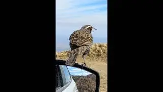 "Una Loica Común en el espejo"   #birds   #avesdeargentina  #shorts