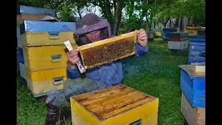 Субботний релакс. Природа. Пчелы. Костерок.