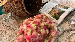 How to make a Mimosa Flower Tincture for when you need a little Happiness!