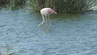 Delta del Ebro Salvaje