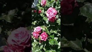 Троянда без назви. Впізнайте незнайомку... ;)