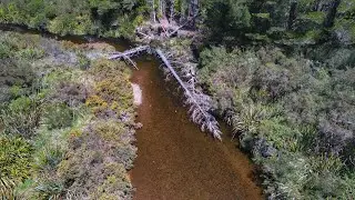 Hidden Treasures: Fly Fishing Tiny Creek For Epic Brown Trout
