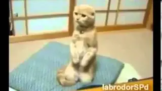 САМЫЕ СМЕШНЫЕ и ПРИКОЛЬНЫЕ РОЛИКИ про животных!!!