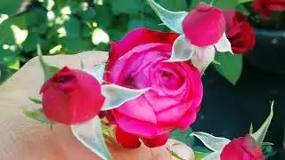 Массовое цветение роз#розы #дача #сад #розы в контейнерах#релакс#отдых