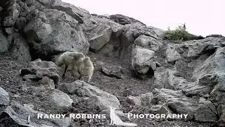 Sierra Nevada Red Fox footage, Lassen Volcanic National Park, July 2024