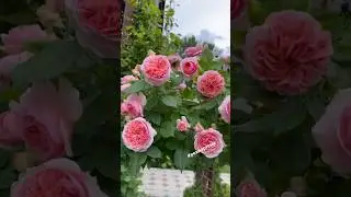 Штамбовая Роза Боскобель 