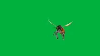 Green Screen Animation || Green Screen Queen Bee || Chroma Key || No Copyright