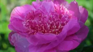 Пион Мираж / Peony Mirage. Пионы Н.С. Красновой.