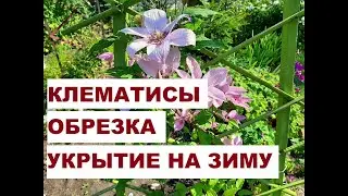КЛЕМАТИСЫ| Обрезка| Укрытие на зиму