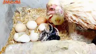 Chicks Hatch 🐣|| My First YouTube Earnings || Chicks Are Here || #shehrmainگاؤں #pets #aseelchicks