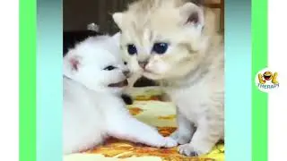 Cute kittens meowing compilation   Funny kitten video    Kitten meowing  mp4