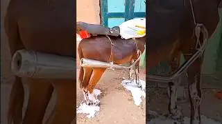 ये कैसा मज़ाक़ है यार #shorts #youtubeshorts #shortsfeed #comedy #surajroxfunnyvideo #deepakrox #fun