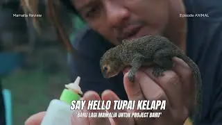 Yuk Kenalan! Bajing Kelapa Koleksi Hewan Baru yang Menggemaskan (Tips Merawat Praktis)