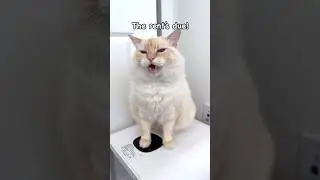The Rent’s Due! 🏠 Ragdoll Maine Coon Mix Cat #shorts #catlover #youtubeshorts