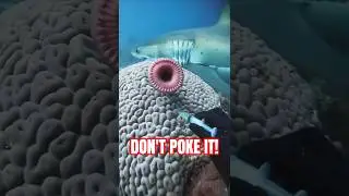 You shouldn’t have woken that coral parasite!🪱😱