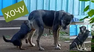 СОБАЧЬЯ ЛЮБОВЬ