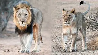 Busy Lionesses and Tension Between the Marataba Males