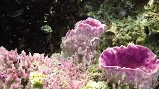 Paralenz Vaquita Test Dive Thailand December 2020