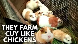 Small Cuy farm in Cuenca Ecuador