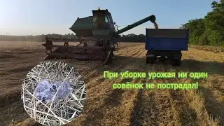 Уборка урожая пшеницы 2022. 