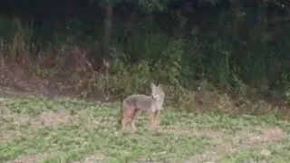 How to call in summertime coyotes using vocals - Tikka 22-250 absolutely HAMMERS this coyote.
