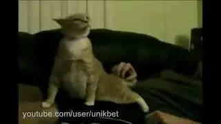 Копия видео Самое прикольное видео Котик Трололо!