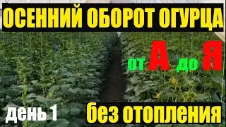 Всходы огурца на осенний оборот.День1.Огурцы от А до Я#1
