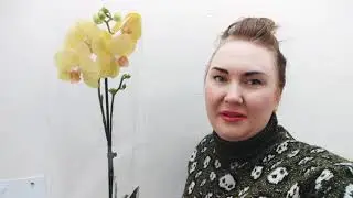Простой уход за орхидеями.