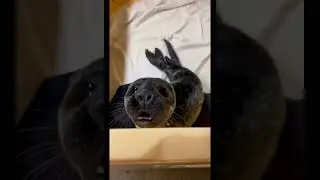 You are Reborn as a Seal 🦭 Reincarnation pov #Umbrella #Academy #POV #Shorts #тренды  #how #Seal