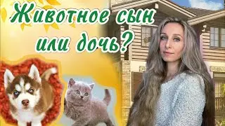 Животное сын или дочь?